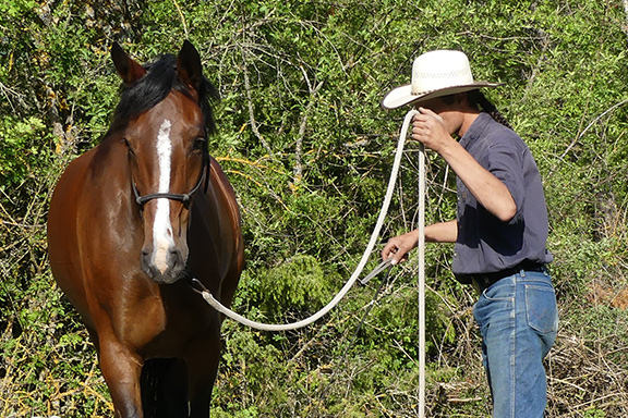 Éducation et rééducation de votre cheval