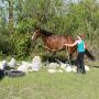 Cours équitation éthologique - 11