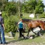 Cours équitation éthologique - 12