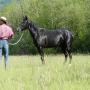 Cours équitation éthologique - 0