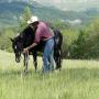 Cours équitation éthologique - 13