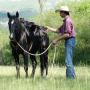 Cours équitation éthologique - 14