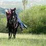 Cours équitation éthologique - 15